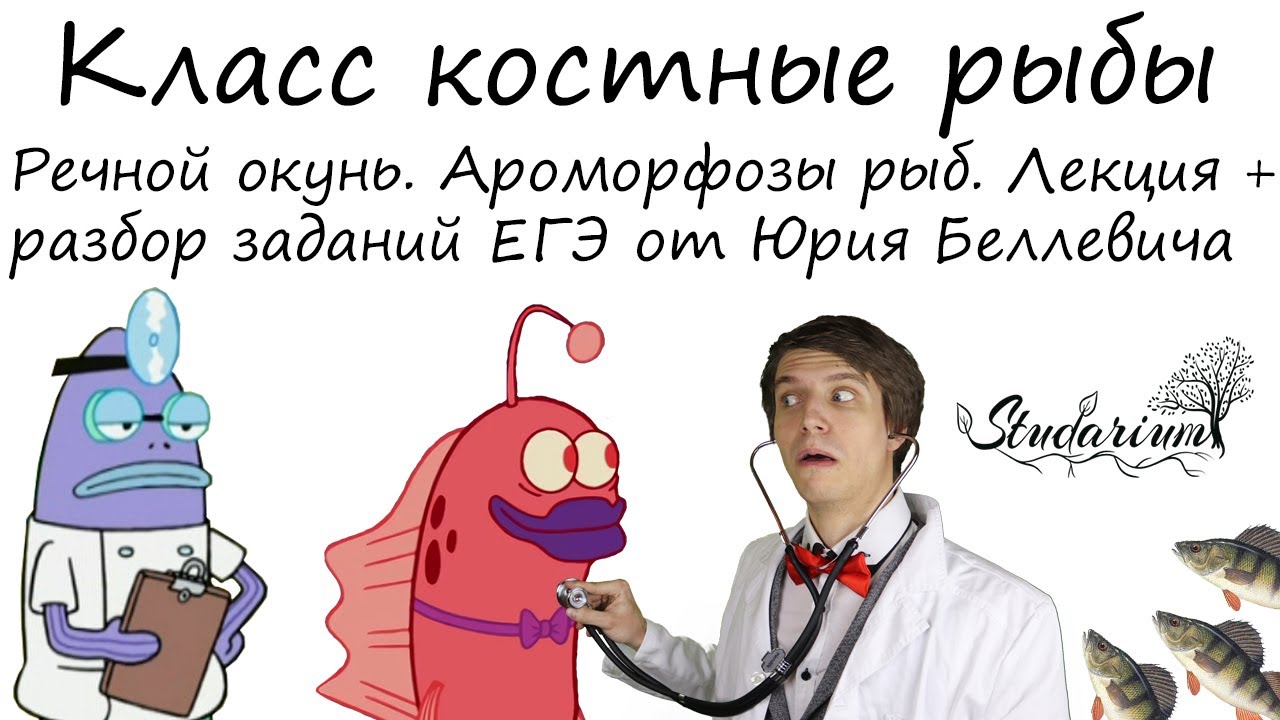 Посты с сайта studarium.ru