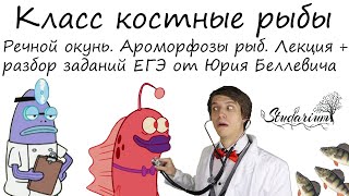 Класс костные рыбы. Речной окунь. Ароморфозы рыб. Лекция и разбор заданий от Юрия Беллевича