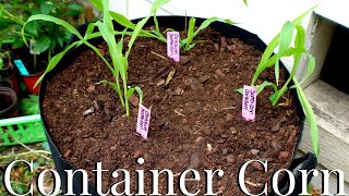 Growing Corn in Containers at Home/Container Gardening