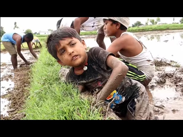 village agriculture duty||dubai podhamanukunte||village comedy||paddy farming||dhoom dhaam channel class=