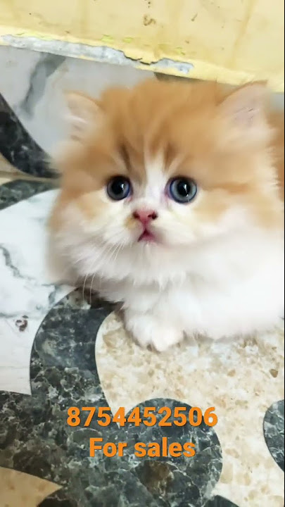 Exotic Persian Cats For Sale | Cash On Delivery | Cheapest Prize | Kittens  For Sale - Mr Eyecatcher - Youtube