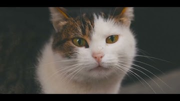 Cat Dance APT (ROSÉ & Bruno Mars), Meow Meow Song #cats #catdance #catdancetiktok #meowsong #apt