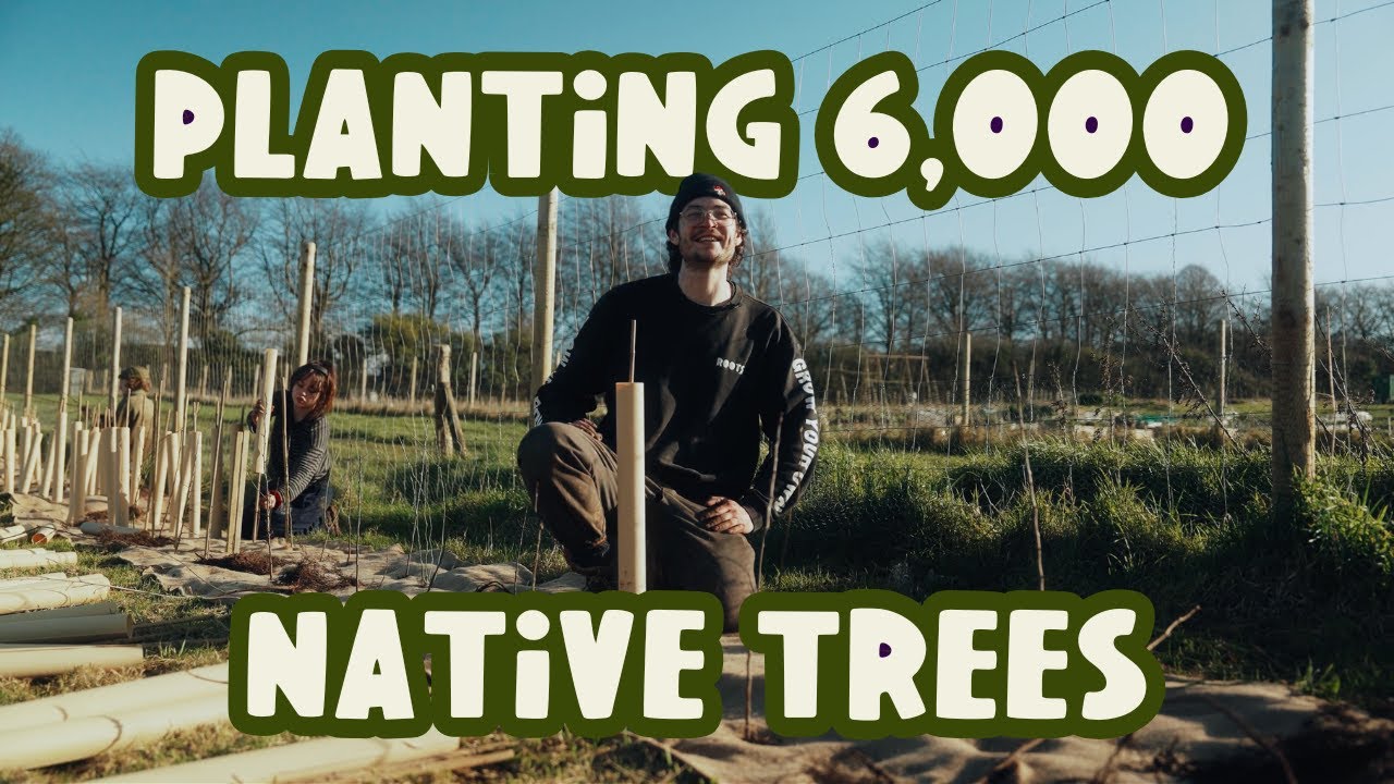 Behind our Bristol Tree Planting Project | Roots Unearthed (Ep1 ...