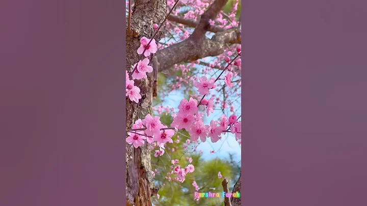 Magical Pink Blossoms in Full Bloom – Nature's Pure Beauty ! #lotusflower #love #beautiful #trending