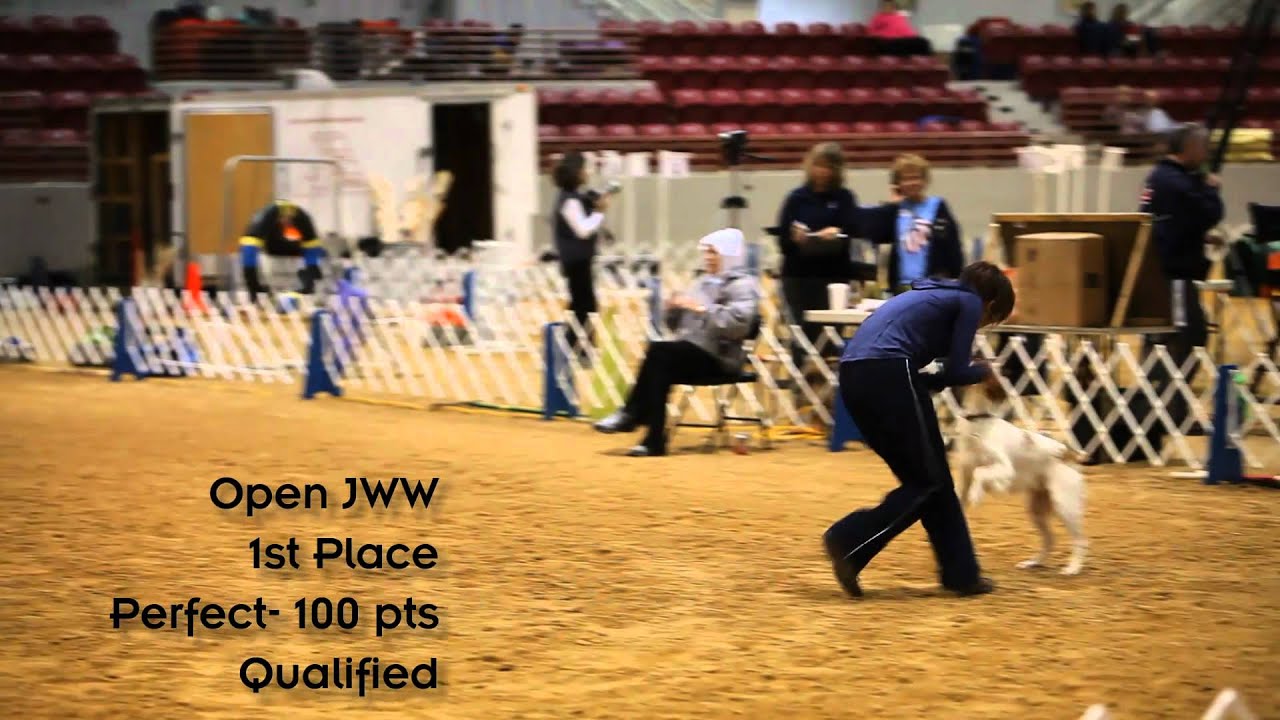 Paws and Pals Agility Trial, Jacksonville Equestrian Complex