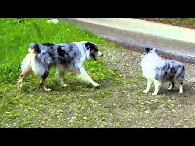 sheltie x australian shepherd