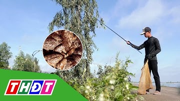 Câu ếch đồng mùa nước nổi | THDT