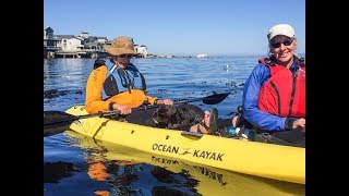 Close Encounter of the Otter Kind, Otter in Kayak