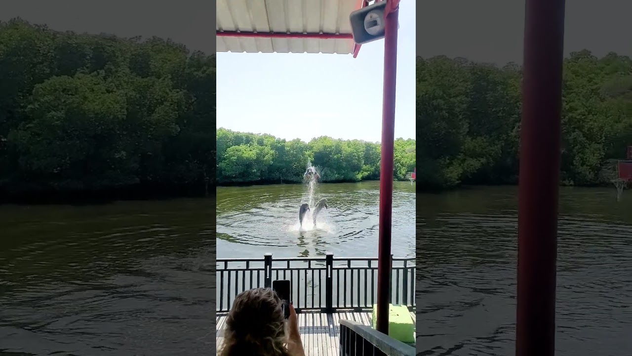 Delfinario - Varadero dolphinarium  