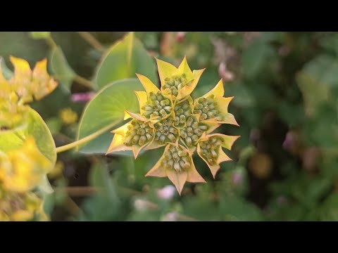 Video: Informazioni sulle piante di erbe cinesi - Bupleurum in crescita nel giardino