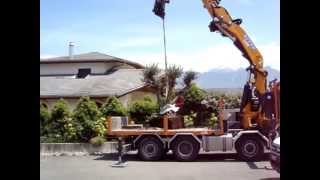 Plantation d'un olivier de 1400kg 350 ans  au camion grue