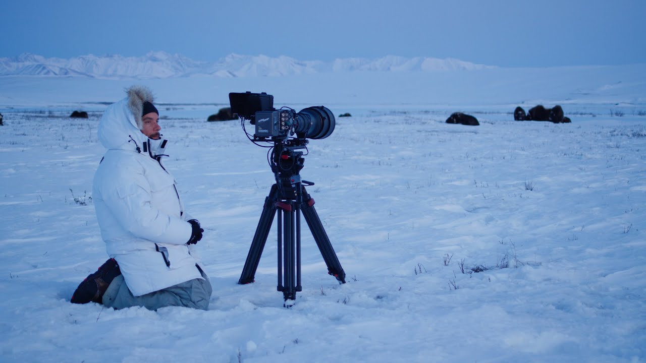 The Arctic Our Last Great Wilderness Trailer 2021 YouTube