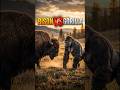 Bison vs Gorilla… This Fight Took a Crazy Turn 😳 #shorts #wildlife #nature #animalfight #bison