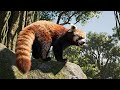 Ultimate Jungle Obstacle Course Challenge: Panda, Giraffe & More Show Off Their Agility