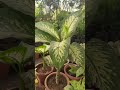 Dieffenbachia seguine