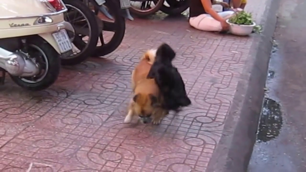 目撃 ベトナム犬の交尾 Funny Accident Witness Vietnamese Dog Mating Ho Chi Minh City Vietnam Youtube