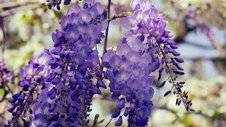 Лиана Глициния Цветёт весной | Футажи красивая природа 4K