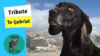 A Tribute to Gabriel: An Old Stray Dog Who Stole Our Hearts  Takis Shelter