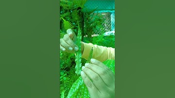 Pteridophytes | fern life cycle | sori | sporangia #cell_academy #neet #plantae #pteridophytes