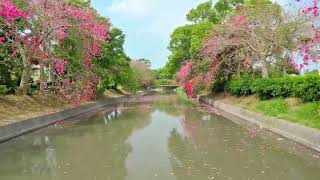 1110929彰化北斗河濱公園美人樹