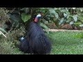 Cassowary Mating Season 2013 In Kuranda