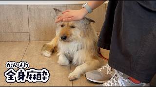 ひだりの手術をしました（大成功）