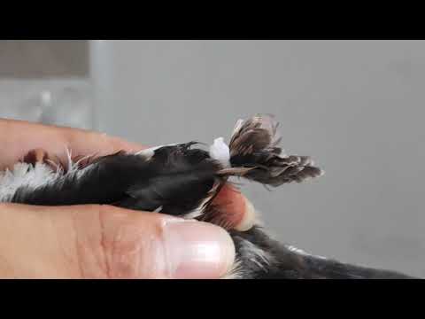 Hướng dẫn nuôi chích chòe than | Diễn đàn chim cá cảnh - Thiên Đường Cá Cảnh
