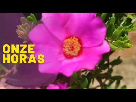 Mostrando Alguns tipos da planta onze horas(portulaca) e dicas. - thptnganamst.edu.vn