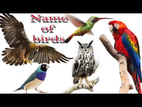 Nama Burung Dalam Bahasa Inggris