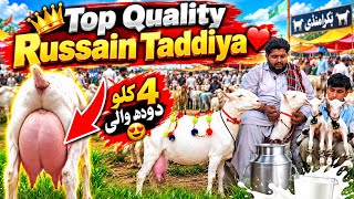 Danish Boss Goat Farm Visit Latest Update❤️18-Sep-2026😍Top Quality Tadiyo Ka Shoq🔥❤️