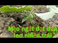Mẹo -ngắt -đọt -dưa- leo /Sai trái/cucumber/Tâm Thành TV.