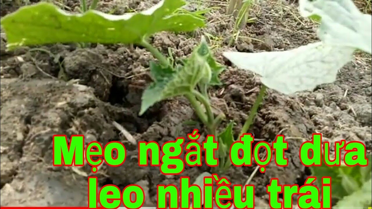 Mẹo -ngắt -đọt -dưa- leo /Sai trái/cucumber/Tâm Thành TV.