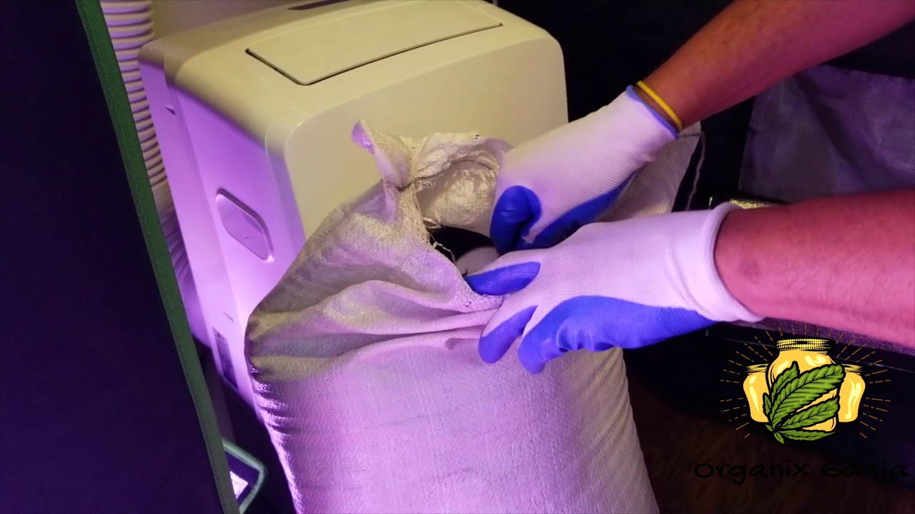 Cannabis Germination