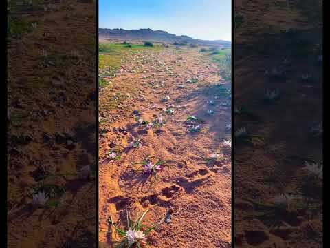 زهرة العصنصل في ربيع حايل ١٤٤٤ Shorts