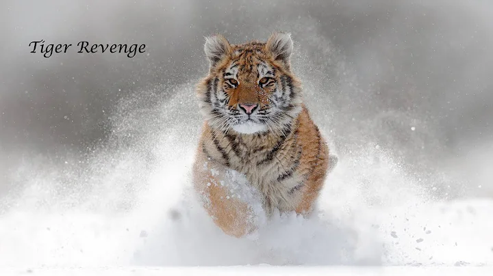 Tiger Revenge. Amur (Siberian) tiger tracks and kills a person who did him wrong.