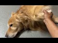 わんこをあやつります