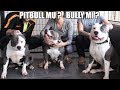 BULLY AİLESİ ( PİTBULL MU ? BULLY Mİ ? ) En Çok Sorulan O Soru ! Efsane köpekler American Bully XL