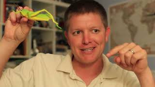 Kinematics Of Grasshopper Hops - Smarter Every Day 102