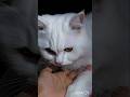 Have your Cat Ever tried to Judge You🐾🐈#catlovers #catshorts #catlove #cute #cats #catvideos