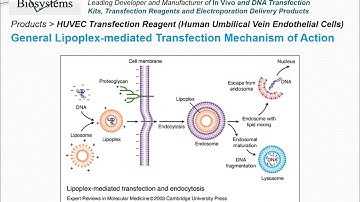 Altogen Biosystems HUVEC Transfection Reagent