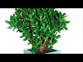 Денежное дерево | Толстянка | Krassula