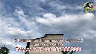 Bukti Respon SP walet TV2 di Kalimantan Timur. Responnya luar BIASA