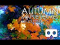 Autumn Maple Leaves Up Close in Virtual Reality / VR180