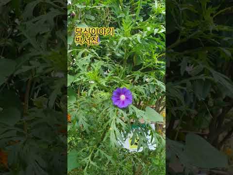 당신 이야기 박서진 아름다운노래 구독과좋아요