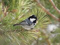 Московка Periparus ater / Coal Tit song