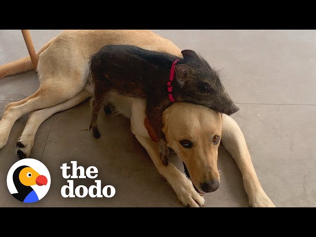 Baby Boar Chooses Yellow Lab To Be Her Dad | The Dodo class=