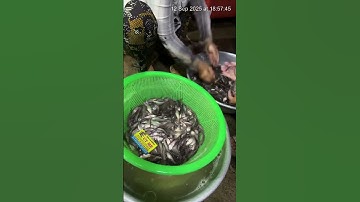 Cá thác lác giống. Cá nàng hai giống. 0909770509 #cá_giống #trại_cá_giống_út_me