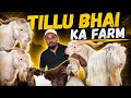 Tillu Bhai Ke ASB Goat Farm Ka Full Tour In Kondhwa, Pune
