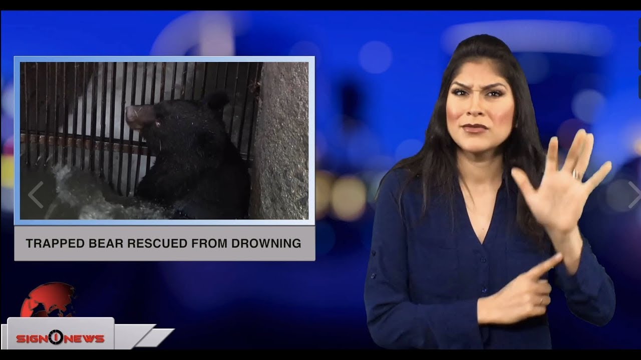 Asl Rescue Trapped bear rescued from drowning (ASL - 11.25.18) - YouTube