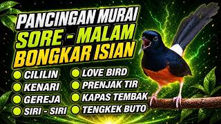 🔴 LIVE 115 - PANCINGAN MURAI BATU MALAM HARI FULL ISIAN TEMBAKAN, BIKIN MURAI BATU BONGKAR ISIAN